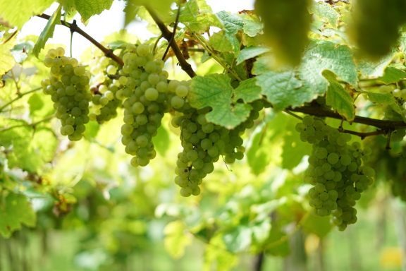 Txakoli